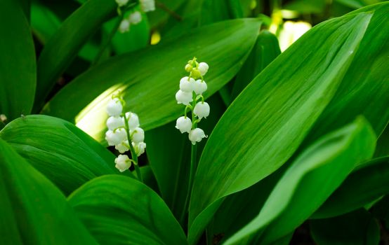 Flower Spring Sun White Green Background May lily of the valley, white flowers on a background of dark green leaves. Spring flower lily of the valley. Lily of the valley. Ecological background Blooming lily of the valley green grass background in the sunlight.