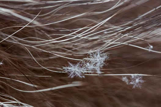 Snowflakes lie on long natural fur, fur fibers are visible.Real snowflakes macro, soft focus, selective focus, bokeh, blurred.