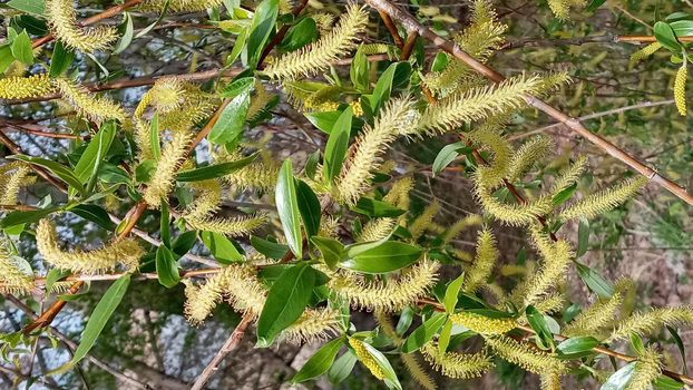 Close-up, brush of willow in early spring. Yellow stamens on the branches. Background, pattern natural.