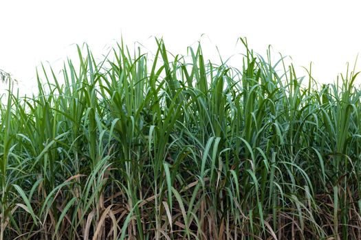 Sugar cane field isolated background.