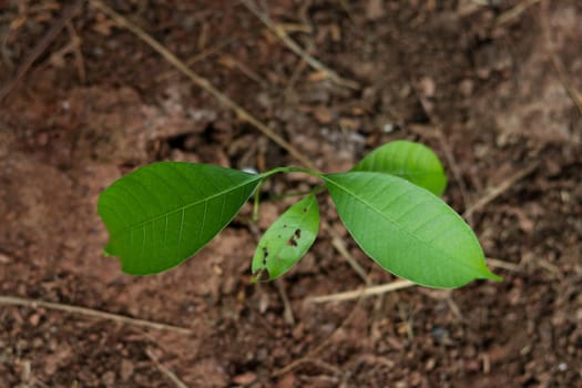 The mango tree grows in the top view.