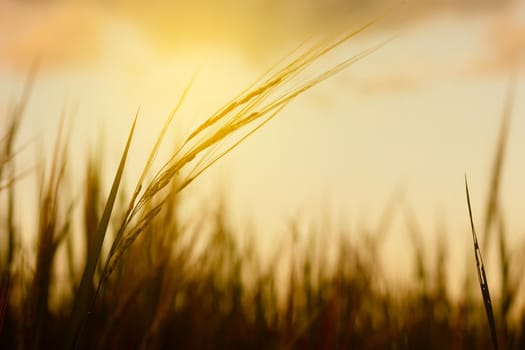 Sunset sky with rice fields yellow sky background.