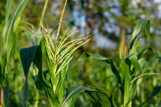 Corn flowers in garden. Young corn field at agriculture farm.