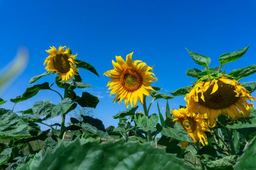 Yellow sunflowers, Helianthus, growing in an agricultural filed viewed low angle against a blue sky in summer with copy space