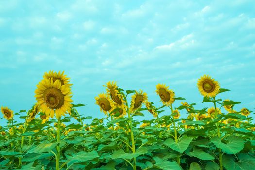 closeup look of colorful sun flowers image,blossom yellow sunflowers on the field over blue sky background.
