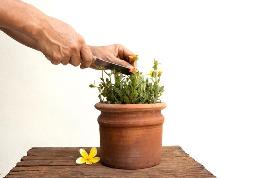 A man with a knife to cut flowers in a plant pot