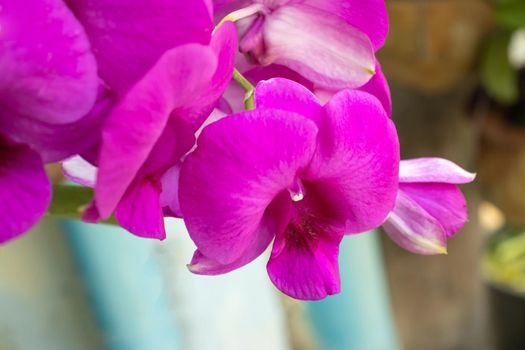 Closeup of pink purple orchid flowers, blue sunny sky background, spring at home, spring holidays