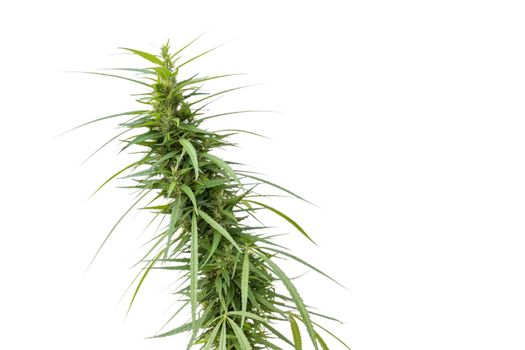 Young healthy marijuana plant isolated on white background, Cannabis plant, marijuana leaf   growing legal marijuana in Thailand.
