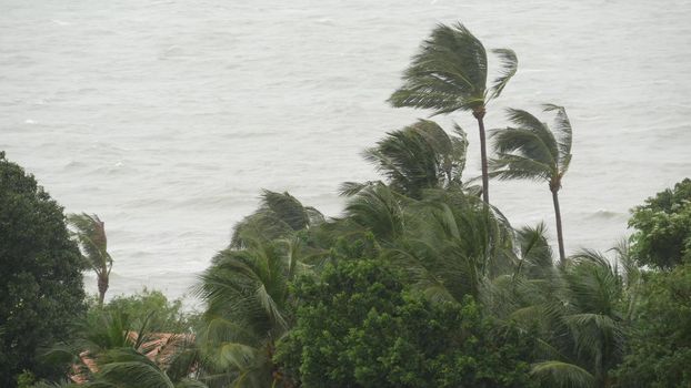Pabuk typhoon, ocean sea shore in Thailand. Natural disaster, eyewall hurricane. Strong extreme cyclone wind sways palm trees. Tropical flooding rain season, heavy tropical storm weather, thunderstorm
