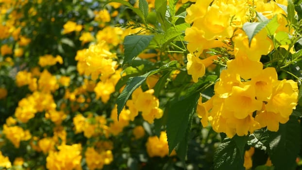 Beautiful yellow flowers in bunches on the branches of a bush. Natural floral background. Spring mood, sunny and bright contrast of colors, tropical exotic plants with green leaves from paradise