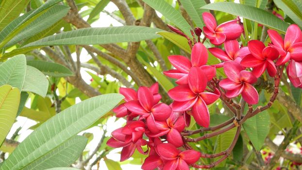 Many exotic pink flowers. Blooming Frangipani Plumeria Leelawadee set of white tropical flowers on green tree. Natural tropical exotic background.