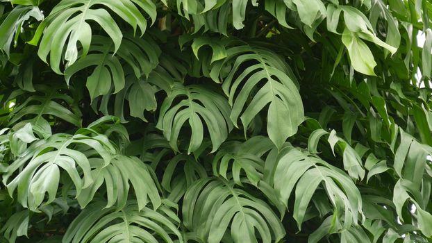 Juicy exotic tropical monstera leaves texture backdrop, copyspace. Lush foliage, greenery in paradise garden. Abstract natural dark green jungle vegetation background pattern, wild summer rain forest