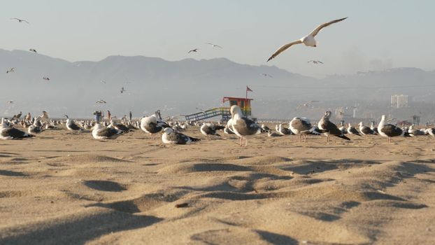 Sea gulls on sunny sandy california coast, iconic retro wooden rainbow pride lifeguard watchtower. Venice beach near Santa Monica resort. Summertime symbol of Los Angeles, CA USA. Travel concept.