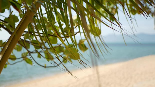 Tropical sandy beach of paradise island. Green palm leaf overlooking sea. Soft focus blurred natural abstract background with copy space and bokeh. Travel, tourism and summer vacation concept