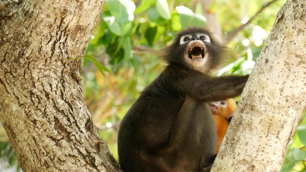 Cute spectacled leaf langur, dusky monkey on tree branch amidst green leaves in Ang Thong national park in natural habitat. Wildlife of endangered species of animals. Environment conservation concept.