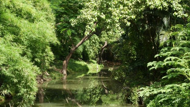 Calm pond in green park. Green trees growing on shores of peaceful lake with muddy water on sunny summer day in park in Asia.