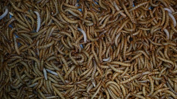 Many beetle larvae crawling in container. Small alive mealworms for food preparation crawling on bottom of container on market.
