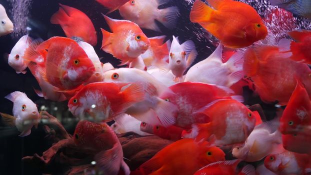Diversity of tropical fishes in exotic decorative aquarium. Assortment in chatuchak fish market pet shops. Close up of colorful pets displayed on stall. Variety for sale on counter, trading on bazaar