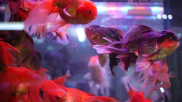 Diversity of tropical fishes in exotic decorative aquarium. Assortment in chatuchak fish market pet shops. Close up of colorful pets displayed on stall. Variety for sale on counter, trading on bazaar