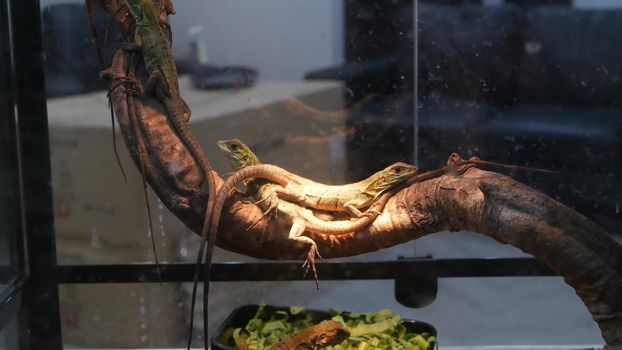 Baby lizards chilling in terrarium. Small lizard lying and resting inside hot terrarium on Chatuchak Market in Bangkok, Thailand.