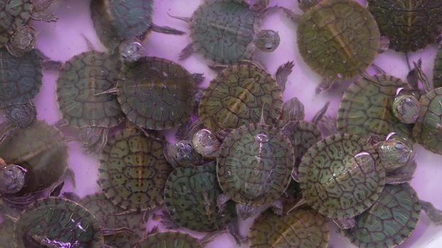 Small tortoises on pet market. From above little tortoises being kept in captivity on Chatuchak pets Market in Bangkok, Thailand.