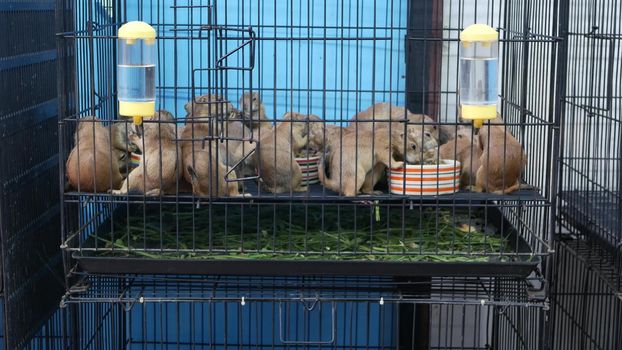 Unhappy cute prairie dog cub suffering, cage on market. Pets for sale. Depressed groundhog asking for food. Funny paws looking for help. Animals standing behind bars. Caged hog family with sad eyes