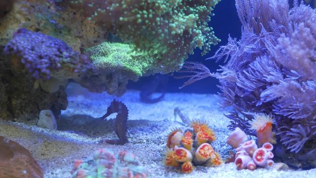Seahorse amidst corals in aquarium. Close up seahorses swimming near wonderful corals in clean aquarium water. Marine underwater tropical exotic life natural background