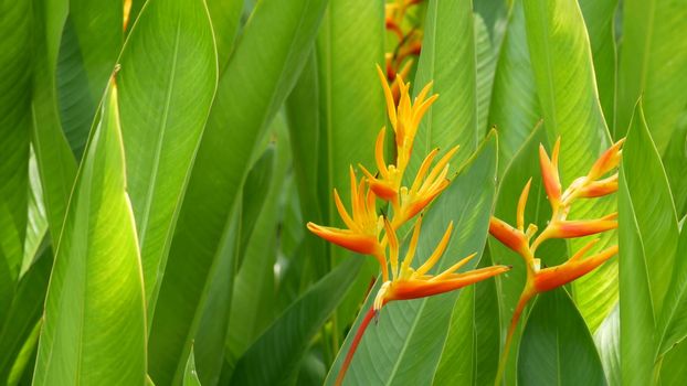 Blurred close up macro of colorful tropical flower in spring garden with tender petals among sunny lush foliage. Abstract natural exotic background with copy space. Floral blossom and leaves pattern.