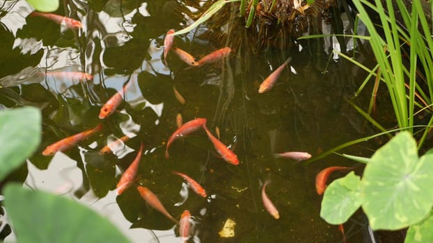 Natural greenery background. Vibrant Colorful Japanese Koi Carp fish swimming in traditional garden lake or pond. Chinese Fancy Carps under water surface. Oriental symbols of fortune and good luck