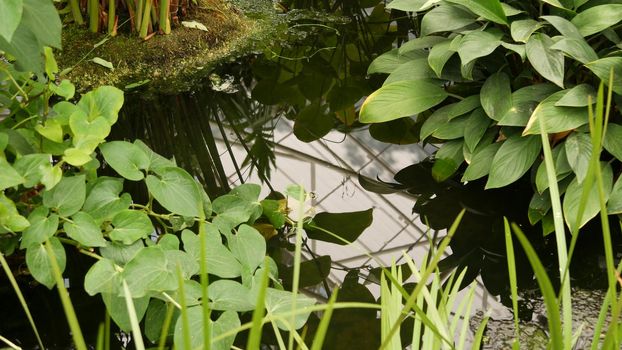 Green plants in tropical pond. Various green exotic plants growing in calm tropical lake or river on sunny day in park.
