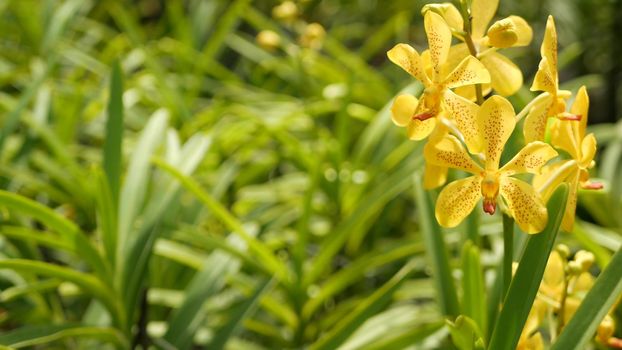 Blurred macro close up, colorful tropical orchid flower in spring garden, tender petals among sunny lush foliage. Abstract natural exotic background with copy space. Floral blossom and leaves pattern.