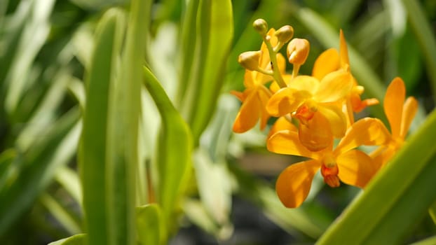 Blurred macro close up, colorful tropical orchid flower in spring garden, tender petals among sunny lush foliage. Abstract natural exotic background with copy space. Floral blossom and leaves pattern.
