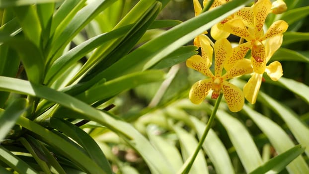 Blurred macro close up, colorful tropical orchid flower in spring garden, tender petals among sunny lush foliage. Abstract natural exotic background with copy space. Floral blossom and leaves pattern.