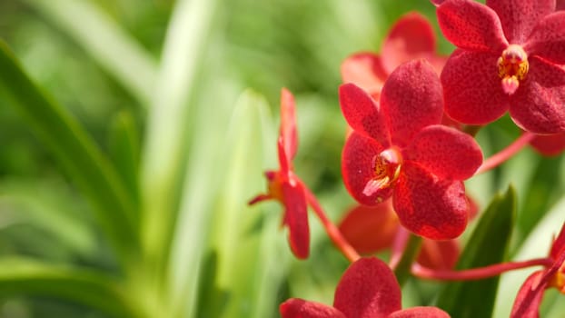 Blurred macro close up, colorful tropical orchid flower in spring garden, tender petals among sunny lush foliage. Abstract natural exotic background with copy space. Floral blossom and leaves pattern.