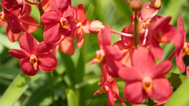 Blurred macro close up, colorful tropical orchid flower in spring garden, tender petals among sunny lush foliage. Abstract natural exotic background with copy space. Floral blossom and leaves pattern.