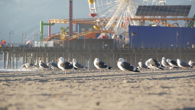 Sea gulls on sunny sandy california beach, classic ferris wheel in amusement park on pier in Santa Monica pacific ocean resort. Summertime iconic view, symbol of Los Angeles, CA USA. Travel concept.