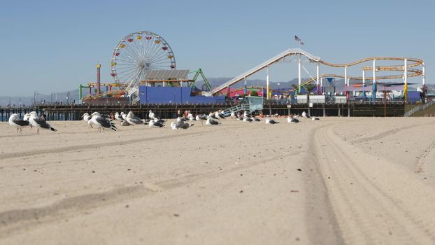 Sea gulls on sunny sandy california beach, classic ferris wheel in amusement park on pier in Santa Monica pacific ocean resort. Summertime iconic view, symbol of Los Angeles, CA USA. Travel concept.