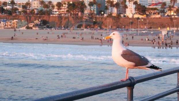 California summertime beach aesthetic, pink sunset. Cute funny sea gull on pier railing. Ocean waves, defocused people and beachfront weekend houses. Purple sundown, Santa Monica Los Angeles CA USA.