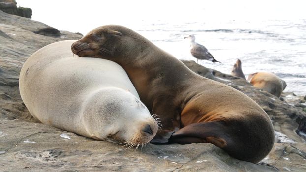 Cute baby cub, sweet sea lion pup and mother. Funny lazy seals, ocean beach wildlife, La Jolla, San Diego, California, USA. Funny awkward sleepy marine animal on pacific coast. Family love and care.