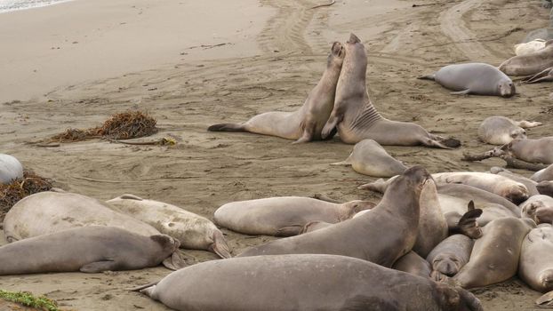 Funny lazy elephant seals on sandy pacific ocean beach in San Simeon, California, USA. Awkward fat mirounga earless sea lions with unusual proboscis roaring. Alpha male playful reproductive behavior.