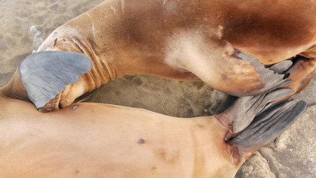 Cute baby cub, sweet sea lion pup and mother. Funny lazy seals, ocean beach wildlife, La Jolla, San Diego, California, USA. Funny awkward sleepy marine animal on pacific coast. Family love and care.