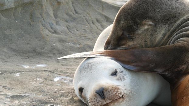 Cute baby cub, sweet sea lion pup and mother. Funny lazy seals, ocean beach wildlife, La Jolla, San Diego, California, USA. Funny awkward sleepy marine animal on pacific coast. Family love and care.