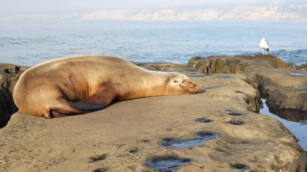 Sea lion on the rock in La Jolla. Wild eared seal resting near pacific ocean on stone. Funny wildlife animal lazing on the beach. Protected marine mammal in natural habitat, San Diego, California USA.