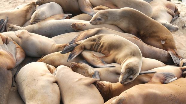 Sea lions on the rock in La Jolla. Wild eared seals resting near pacific ocean on stones. Funny lazy wildlife animal sleeping. Protected marine mammal in natural habitat, San Diego, California, USA.