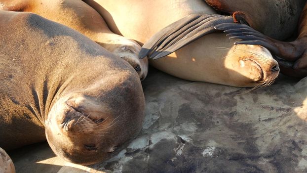 Sea lions on the rock in La Jolla. Wild eared seals resting near pacific ocean on stones. Funny lazy wildlife animal sleeping. Protected marine mammal in natural habitat, San Diego, California, USA.