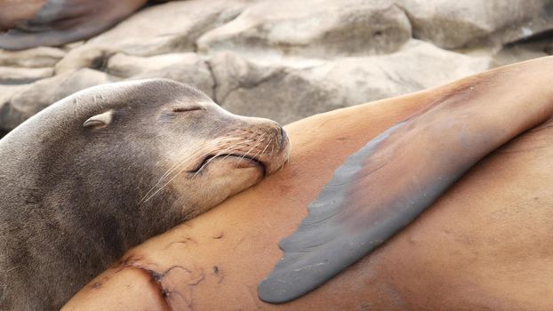 Sea lions on the rock in La Jolla. Wild eared seals resting near pacific ocean on stones. Funny lazy wildlife animal sleeping. Protected marine mammal in natural habitat, San Diego, California, USA.