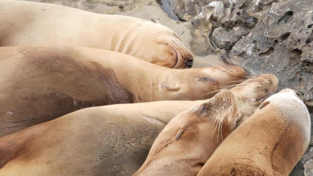 Sea lions on the rock in La Jolla. Wild eared seals resting near pacific ocean on stones. Funny lazy wildlife animal sleeping. Protected marine mammal in natural habitat, San Diego, California, USA.