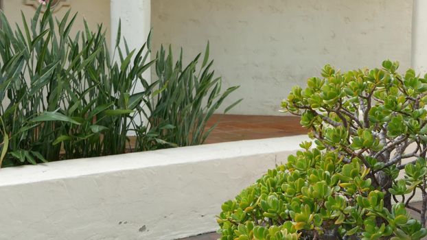 Mediterranean rustic building, empty side street. Green garden with natural greenery in spanish colonial style suburb. Evergreen succulent plants near white rural house. Mexican countryside aesthetic.