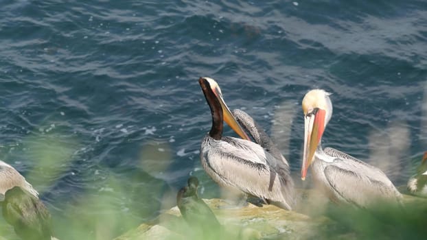 Brown pelicans with throat pouch and double-crested cormorants after fishing, rock in La Jolla Cove. Sea bird with large beak on cliff over pacific ocean in natural habitat, San Diego, California USA.