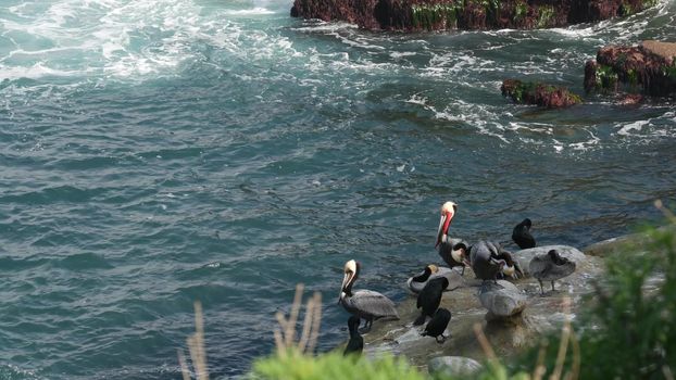 Brown pelicans with throat pouch and double-crested cormorants after fishing, rock in La Jolla Cove. Sea bird with large beak on cliff over pacific ocean in natural habitat, San Diego, California USA.